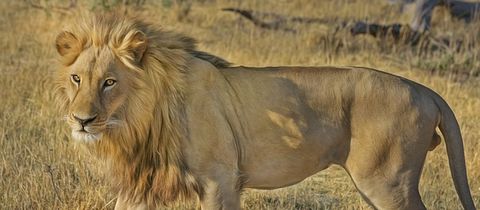 nearby-newtondale-self-catering-seaview-game-lion-park nearby-newtondale-self-catering-seaview-game-lion-park