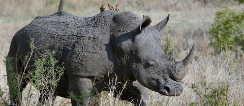 nearby-newtondale-self-catering-game-reserve nearby-newtondale-self-catering-game-reserve